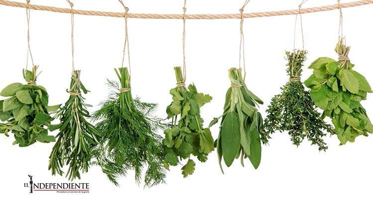 La fotógrafa Maruch Sántiz dedica serie a la herbolaria