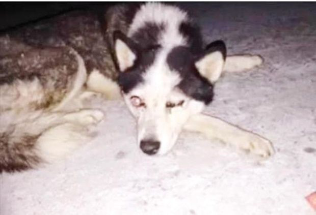 Niños usan un desarmador para sacarle los ojos a un perro Niños usan un desarmador para sacarle los ojos a un perro