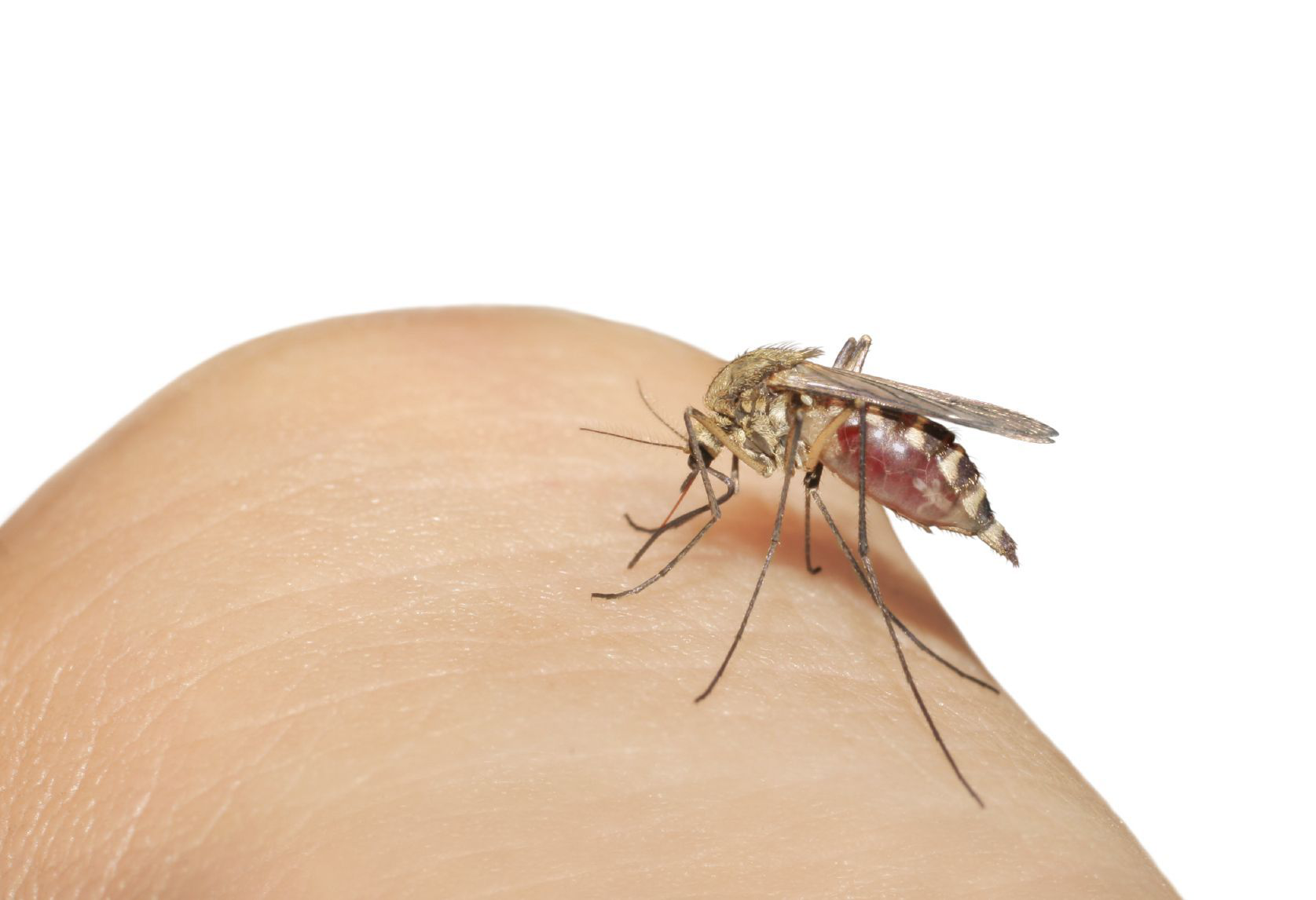 A pesar del frio, persiste el riesgo de contraer Dengue y Chikungunya A pesar del frio, persiste el riesgo de contraer Dengue y Chikungunya