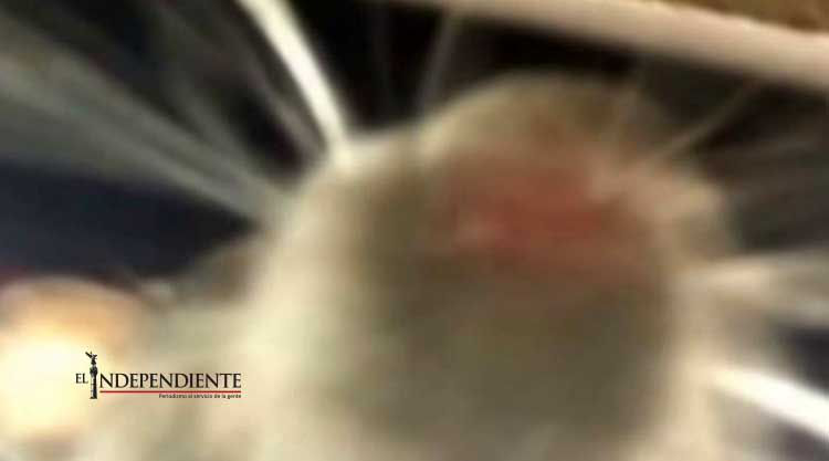 Rata roba celular y se toma selfie con él; internet enloquece Rata roba celular y se toma selfie con él; internet enloquece