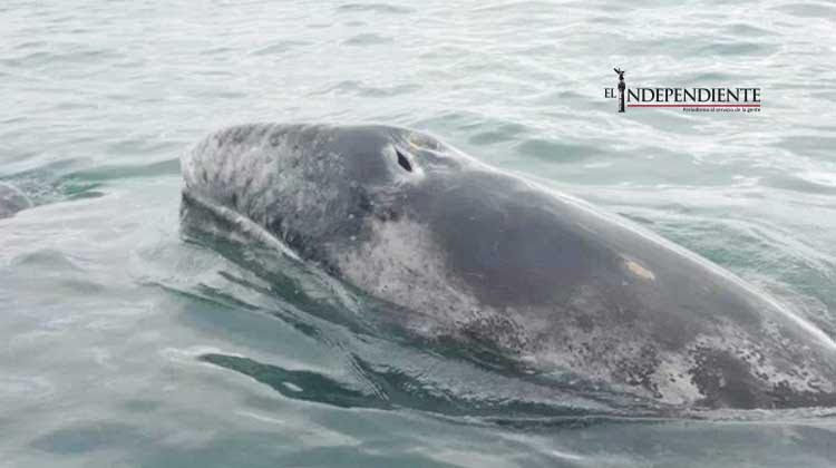 Piden a prestadores de servicios poner en orden permisos para avistamiento de ballenas Piden a prestadores de servicios poner en orden permisos para avistamiento de ballenas