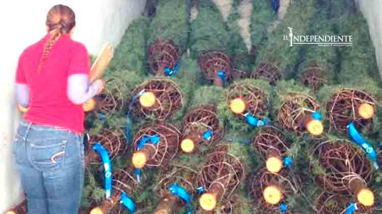 La PROFEPA impide el ingreso de árboles navideños con plagas La PROFEPA impide el ingreso de árboles navideños con plagas