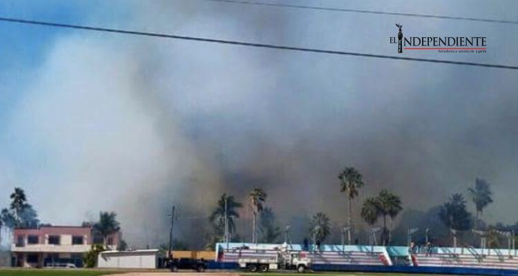 Se incendia palmares en Todos Santos Se incendia palmares en Todos Santos