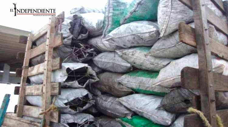 La Profepa asegura 4.5 toneladas de carbón vegetal en Tabasco La Profepa asegura 4.5 toneladas de carbón vegetal en Tabasco