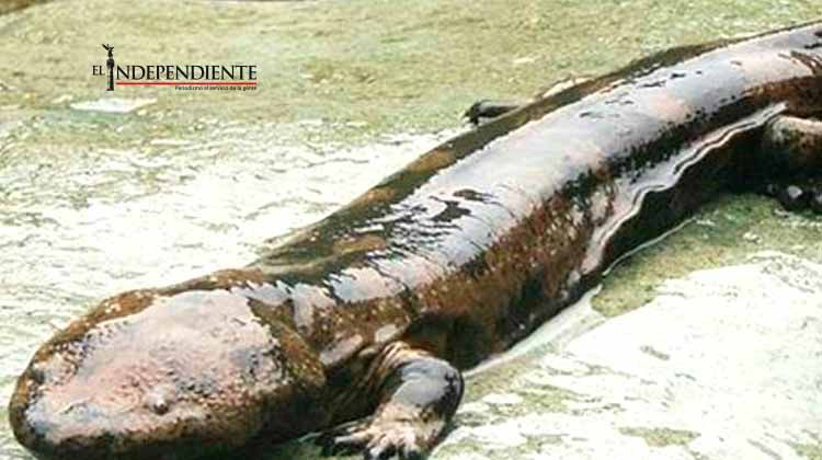 Hallan lo que podría ser 'la criatura más longeva sobre la Tierra'