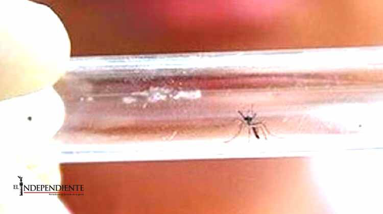 Diputada pide a Secretaría de Salud plan de contingencia por zika