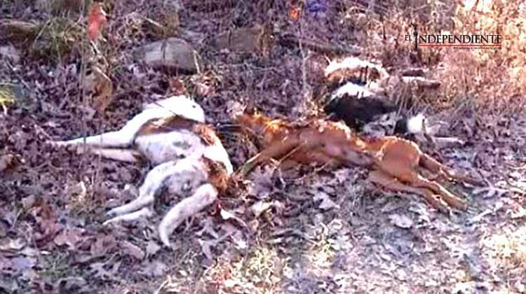 Envenenan a casi 60 perros en Arkansas; ofrecen recompensa por responsables Envenenan a casi 60 perros en Arkansas; ofrecen recompensa por responsables