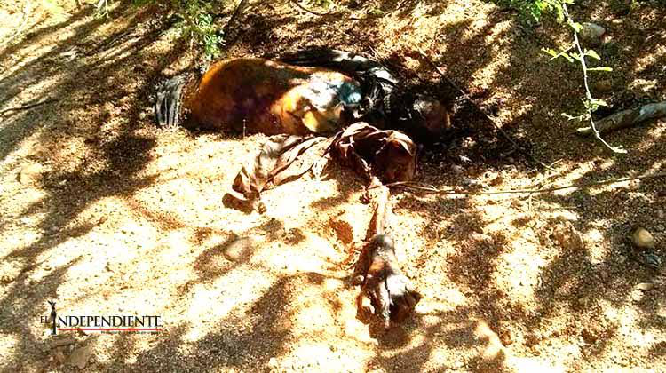 Víctima en Melitón Albáñez fue asesinada con arma blanca Víctima en Melitón Albáñez fue asesinada con arma blanca
