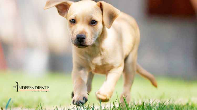 Estos mexicanos desarrollaron una app para adoptar mascotas Estos mexicanos desarrollaron una app para adoptar mascotas