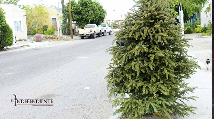 Para evitar accidentes, camión recolector de basura recogerá arbolitos navideños Para evitar accidentes, camión recolector de basura recogerá arbolitos navideños