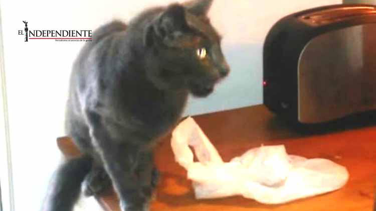 Gato vs Tostador [VIDEO]