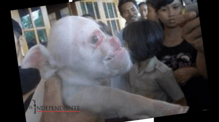 Nace puerco con cara de humano