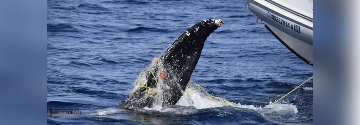 Rescatan ballena enmallada en Los Cabos