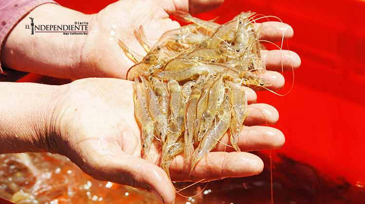 Se oponen pescadores de BCS se adelante cierre de temporada de camarón