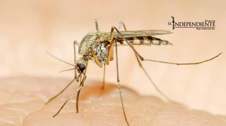 Confirma la SSa federal que en BCS no hay contagios por Zika