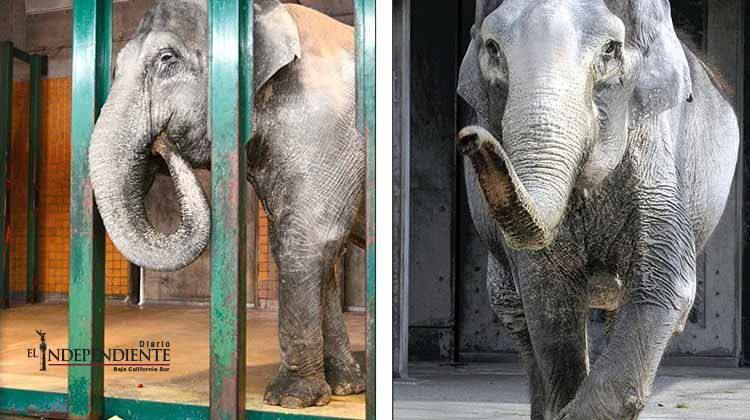 Buscan el mejor hogar para la elefanta más vieja de Japón