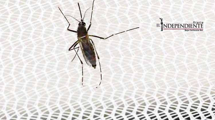 Hallan virus del zika en cerebro de feto