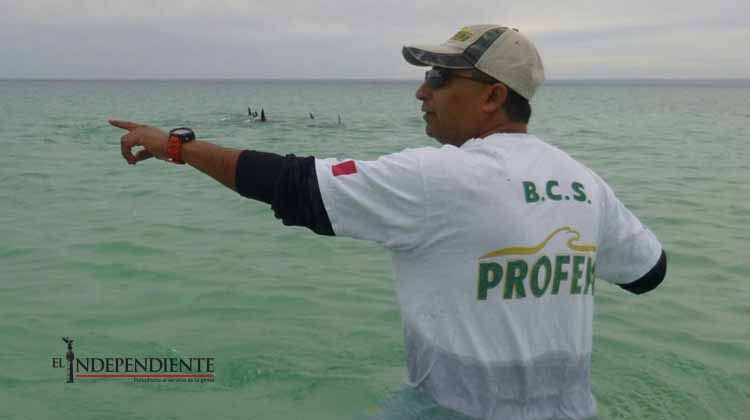 Rescató PROFEPA 9 delfines que se vararon en playa El Tesoro de La Paz
