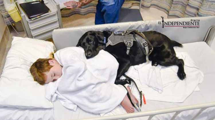 Mahe: el perro amigo, guía y 'guardaespaldas' de un niño con autismo Mahe: el perro amigo, guía y 'guardaespaldas' de un niño con autismo