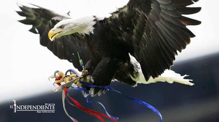 Policias entrenan a águilas para interceptar drones amenazantes [Video]