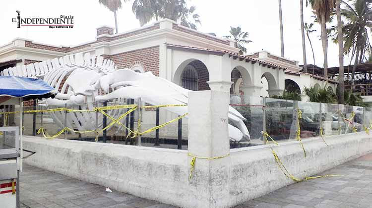 Museo de la ballena aplaza apertura al público en general para el mes de marzo