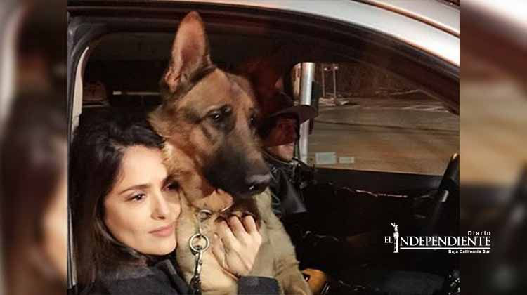 Vecino desconocía que disparó al perro de Salma Hayek Vecino desconocía que disparó al perro de Salma Hayek