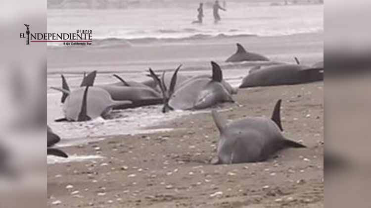 Aparecen más de 20 delfines muertos y con raras marcas en la costa Argentina Aparecen más de 20 delfines muertos y con raras marcas en la costa Argentina