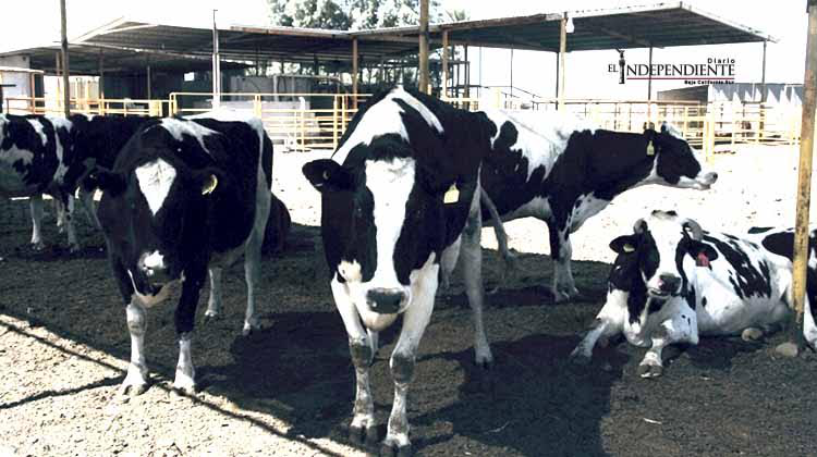 Esta BCS cerca de certificarse para exportar ganado en pie