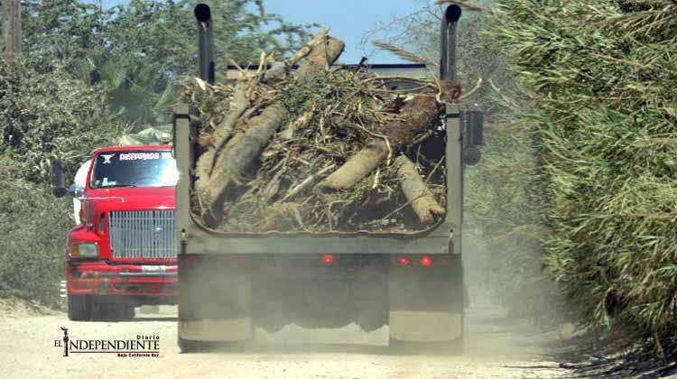 Autoridades de Ecología no han recibido denuncia sobre la tala de palmas