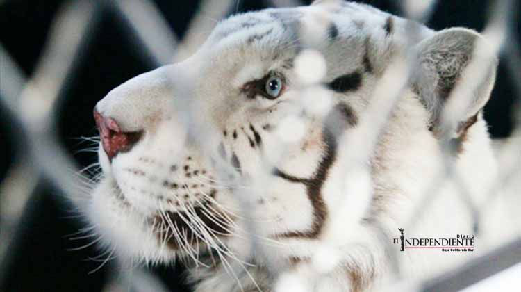 Trasladan a EU a 11 felinos, víctimas de maltrato y explotación