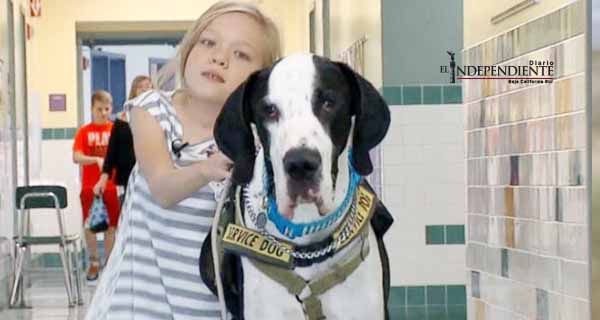 George, el tierno perro que ayuda a una niña a caminar George, el tierno perro que ayuda a una niña a caminar