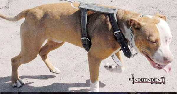 Sacrificarán a 'Sambueza', el pitbull que mató a niño en Monclova Sacrificarán a 'Sambueza', el pitbull que mató a niño en Monclova