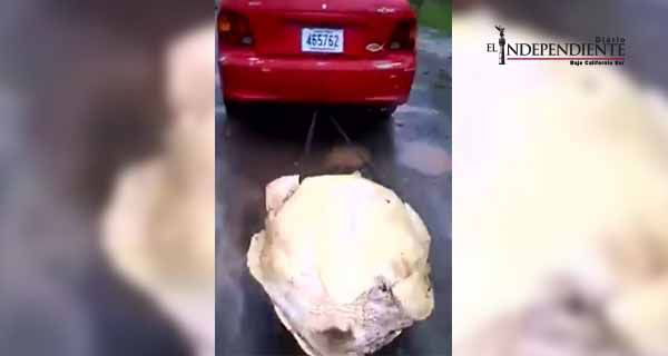 Jóvenes en Costa Rica arrastran con auto a tortuga hasta matarla Jóvenes en Costa Rica arrastran con auto a tortuga hasta matarla