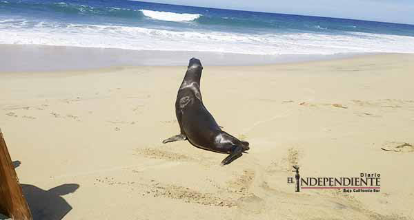 Aumentan casos de animales marinos varados en playas de Los Cabos Aumentan casos de animales marinos varados en playas de Los Cabos