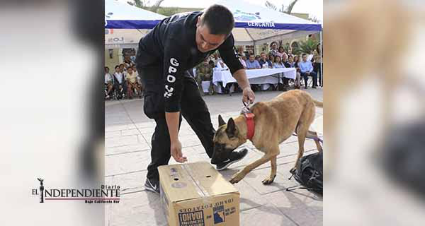 Reactiva Seguridad Pública Unidad Canina “K9” para detectar drogas y rastrear a personas extraviadas