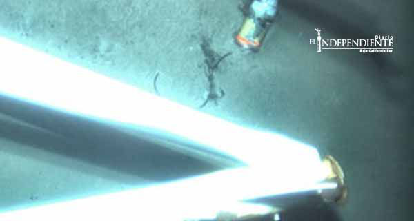 EU halla 'caja negra' de buque desaparecido en Bahamas EU halla 'caja negra' de buque desaparecido en Bahamas