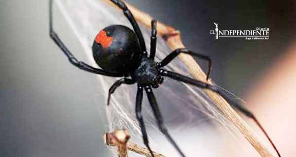 Araña espalda roja pica a un albañil... en los genitales Araña espalda roja pica a un albañil... en los genitales