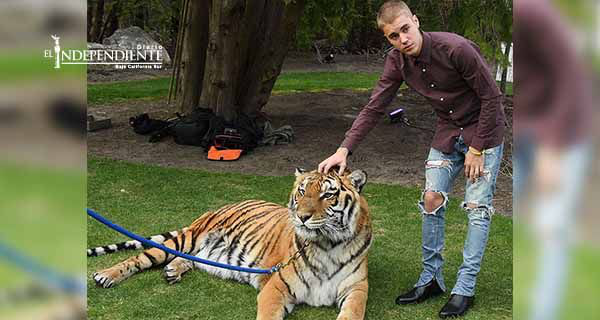 Justin Bieber posa con un tigre y desencadena la furia de PETA Justin Bieber posa con un tigre y desencadena la furia de PETA