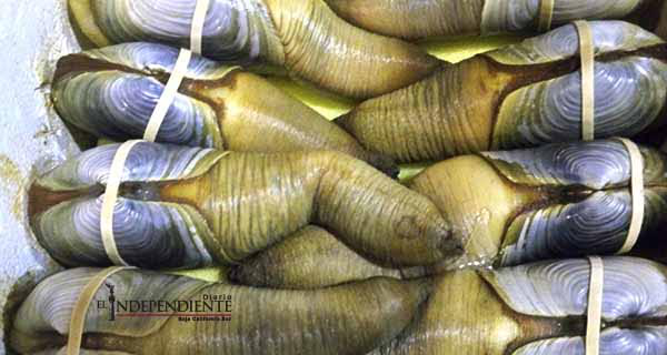 Inicia este viernes temporada de captura de Almeja generosa en Bahía Magdalena