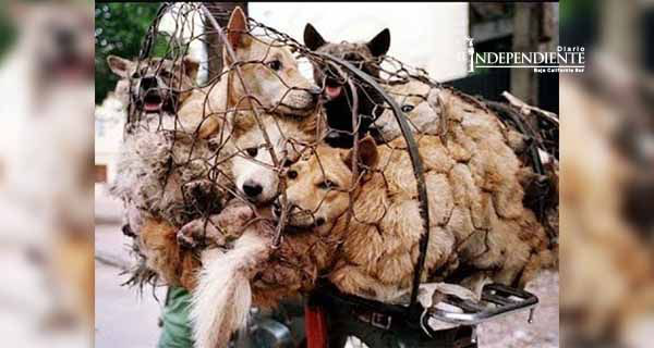 Exigen detener masacre de perros para festival en China Exigen detener masacre de perros para festival en China