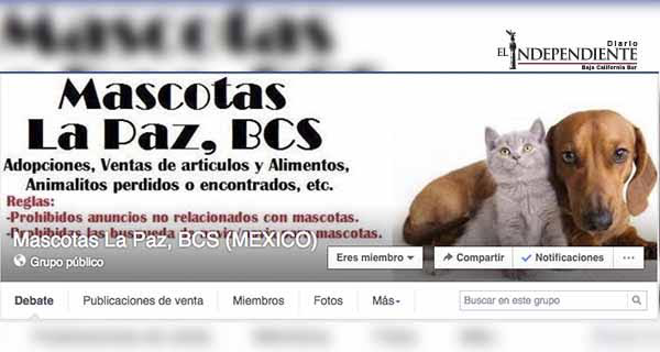 Denuncian red de “secuestradores” de perros en redes sociales