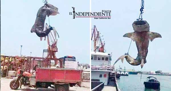 Matan y cuelgan a tiburón ballena en peligro de extinción Matan y cuelgan a tiburón ballena en peligro de extinción