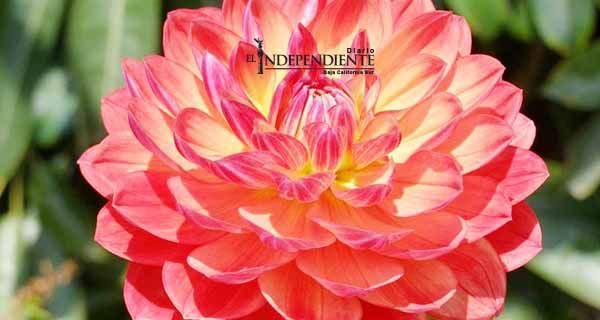Dalia, la flor mexicana que cautiva al mundo entero | Diario El Independiente Dalia, la flor mexicana que cautiva al mundo entero | Diario El Independiente