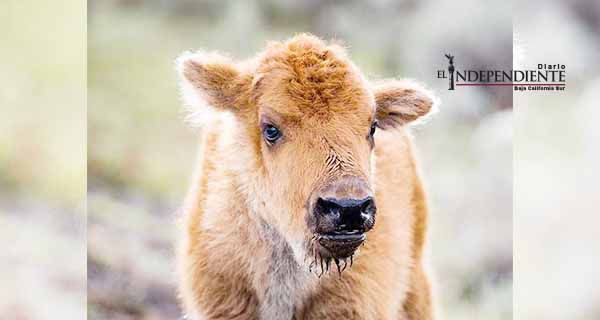 Por intromisión de turistas sacrifican a cría de bisonte en EU Por intromisión de turistas sacrifican a cría de bisonte en EU