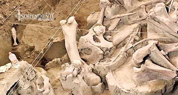 Rescatan los restos de mamut destazado en Tultepec Rescatan los restos de mamut destazado en Tultepec