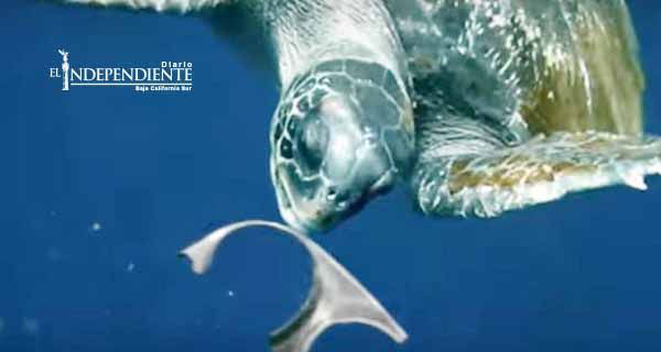 Lanzan red de six pack que alimenta a animales marinos