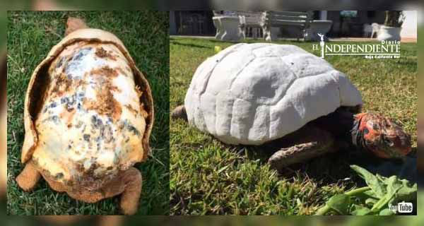 Tortuga recibe primer caparazón hecho con una impresora 3D Tortuga recibe primer caparazón hecho con una impresora 3D