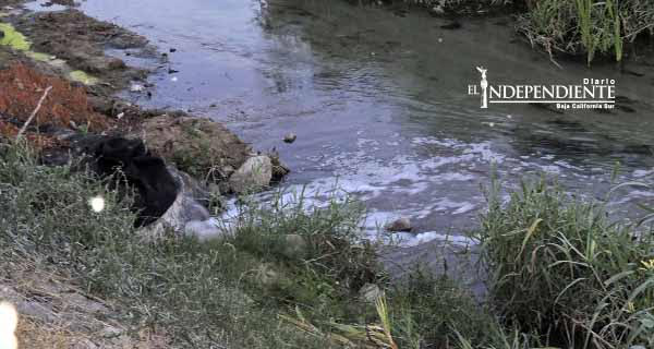 El estero josefino es la fosa séptica del pueblo, advierte Patronato Añuití Estero San José El estero josefino es la fosa séptica del pueblo, advierte Patronato Añuití Estero San José