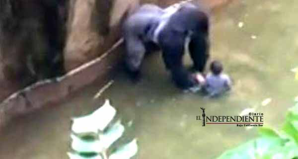 Sacrificio de un gorila por salvar a un niño desata polémica