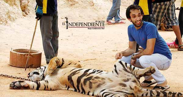 Rescatan a 137 tigres de un templo budista en Tailandia Rescatan a 137 tigres de un templo budista en Tailandia